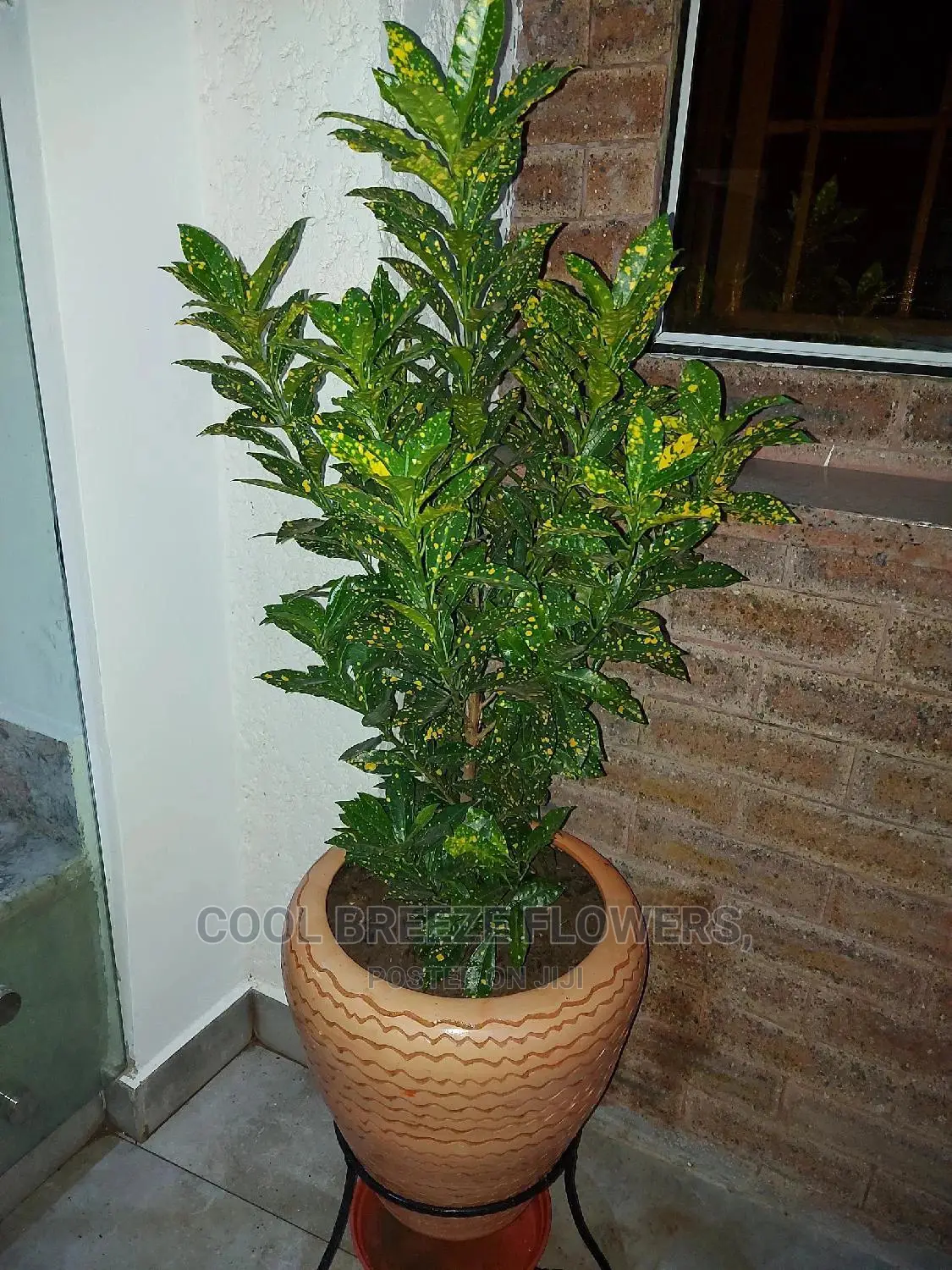 Beautiful Air Purifying Plants