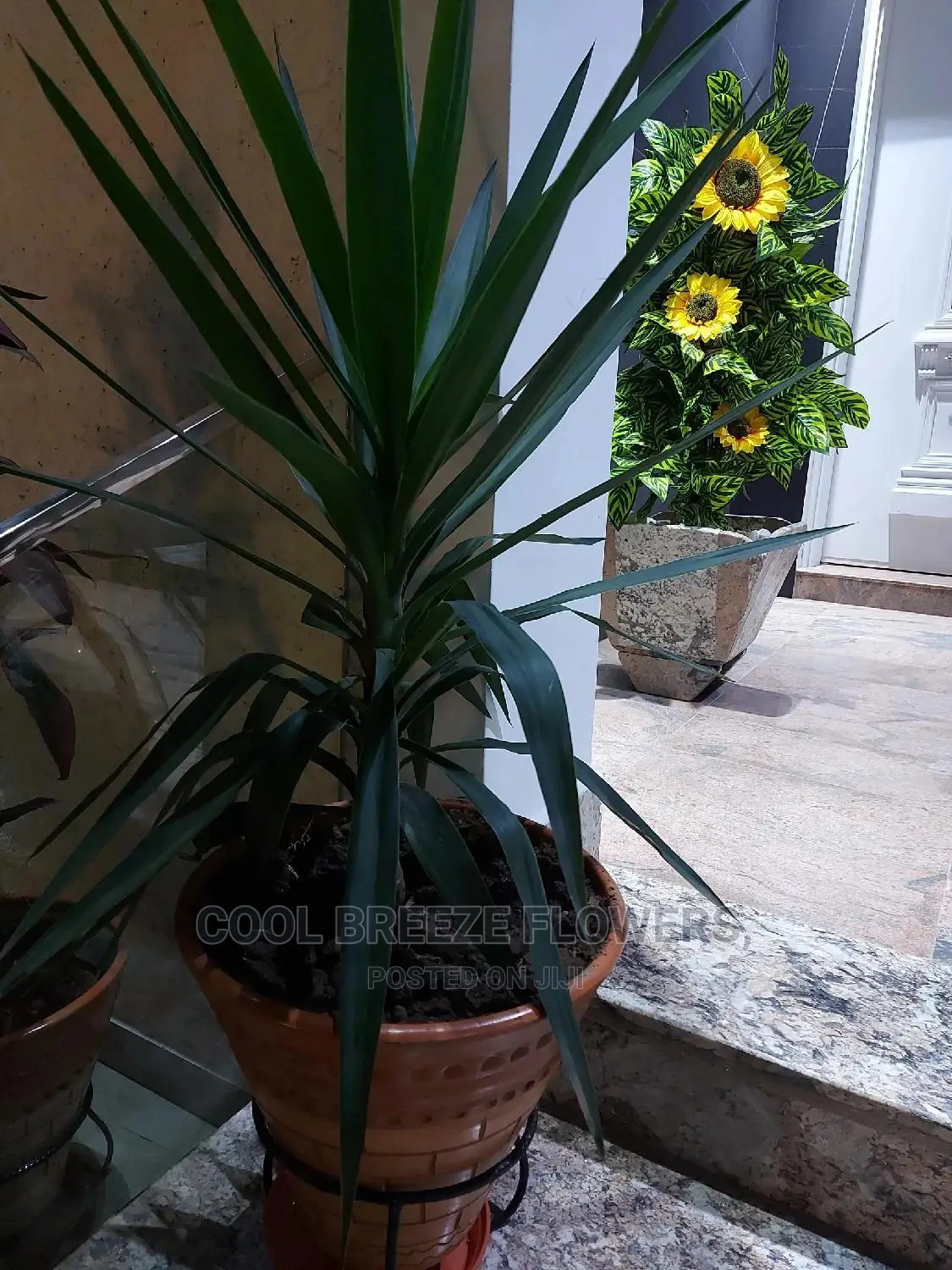 Beautiful Air Purifying Plants
