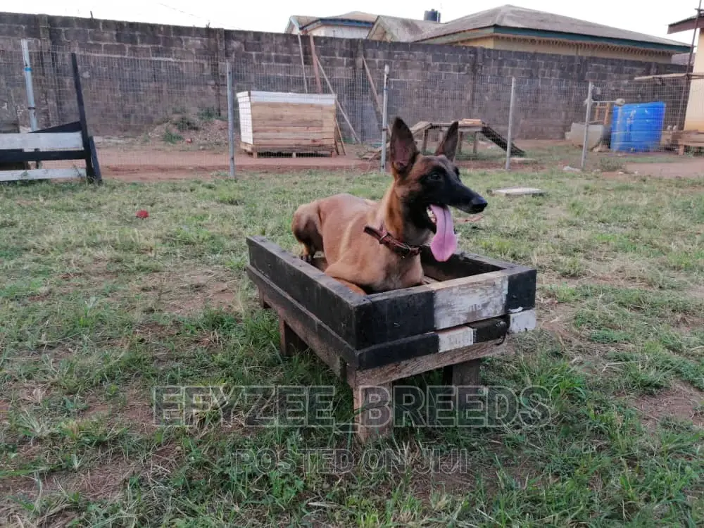 1-3 months Male Purebred Belgian Malinois