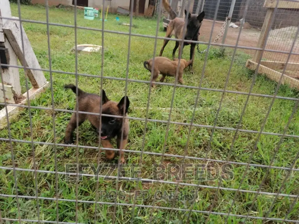 1-3 months Male Purebred Belgian Malinois
