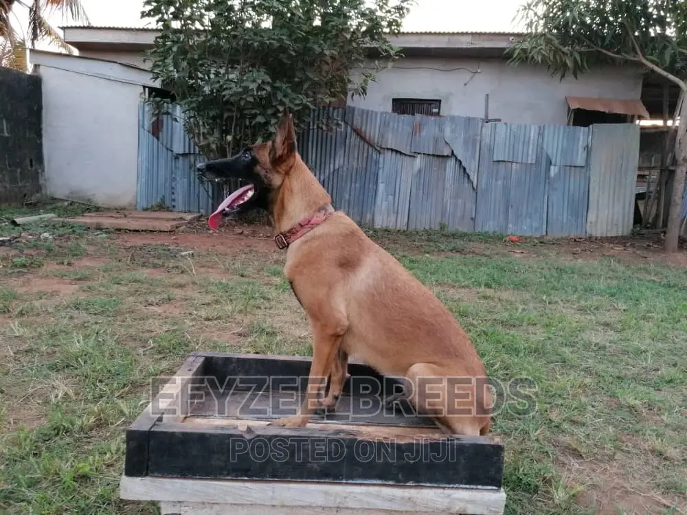 1-3 months Male Purebred Belgian Malinois