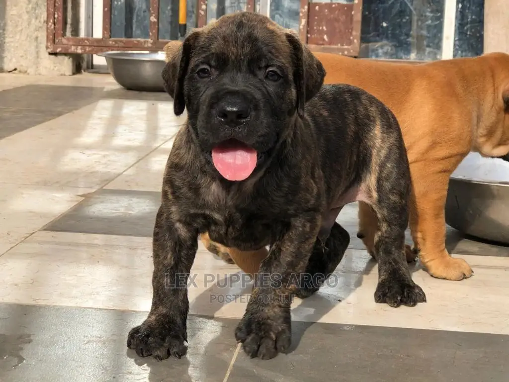 1-3 months Male Purebred Boerboel