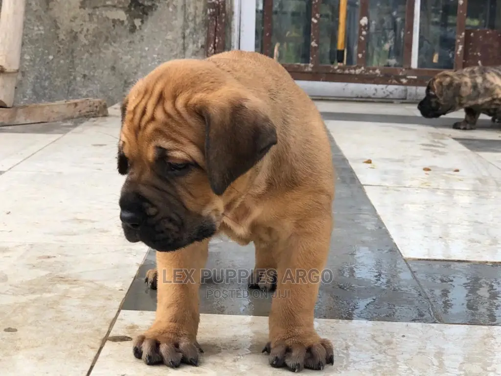 1-3 months Male Purebred Boerboel