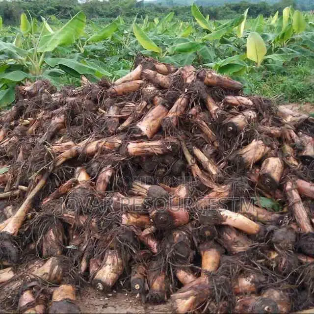Best Cameroon Elephant Plantain, Cavendish Banana Sucker