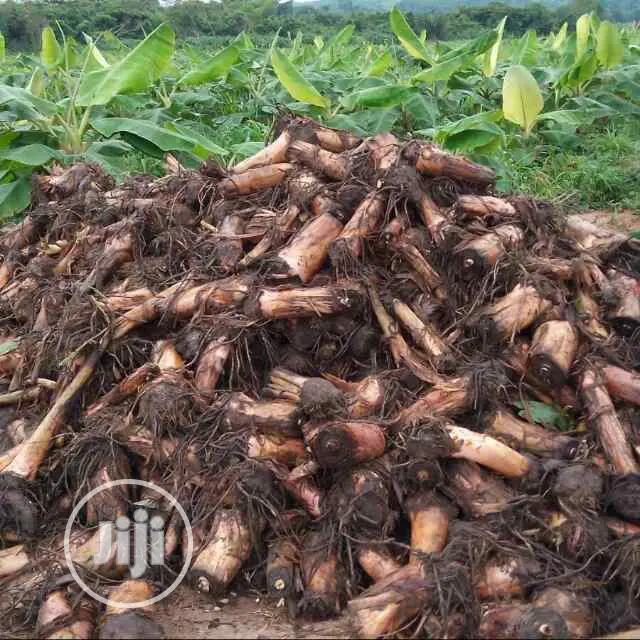 Best Cameroon Elephant Plantain, Cavendish Banana Sucker