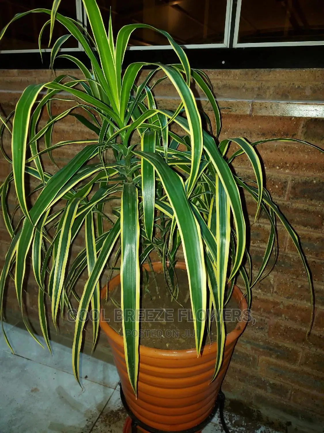 Beautiful Flower Pots For Indoors And Outdoor Plants