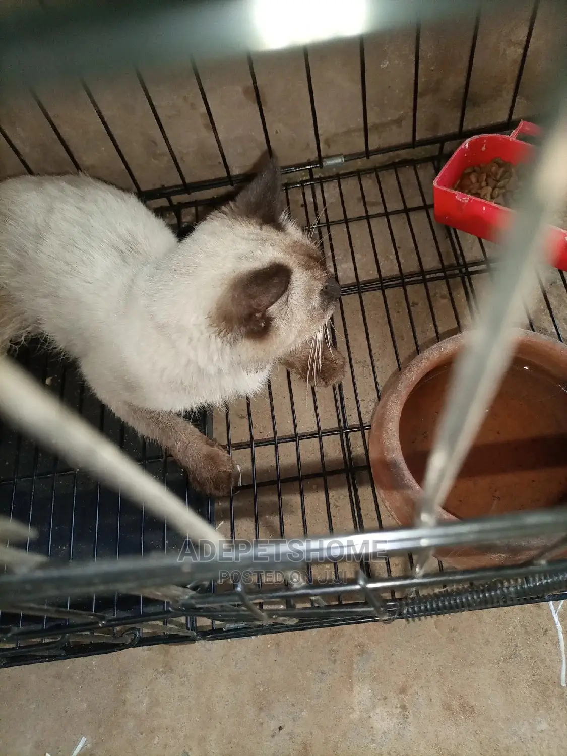 3-6 month Male Purebred Siamese