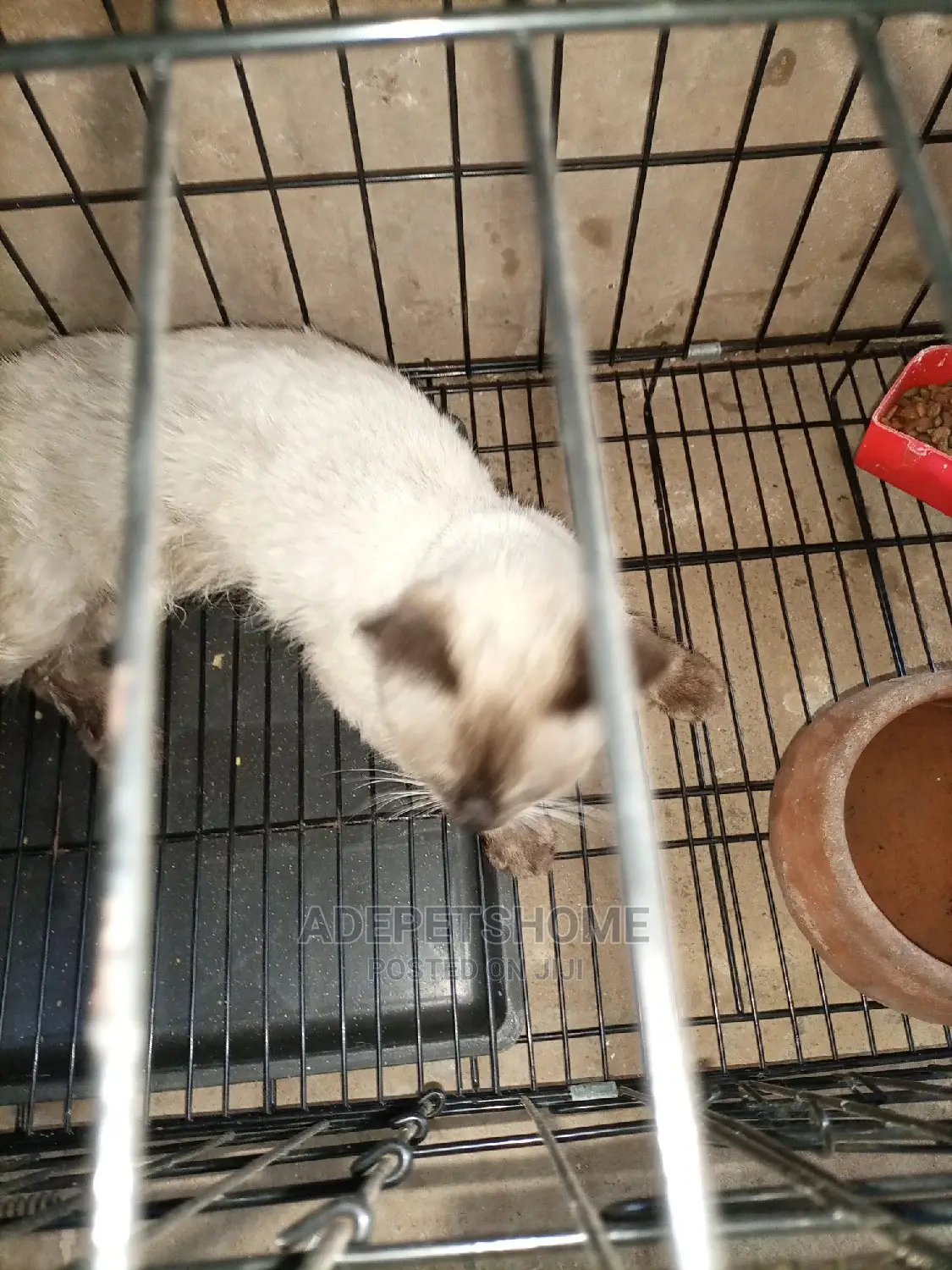 3-6 month Male Purebred Siamese