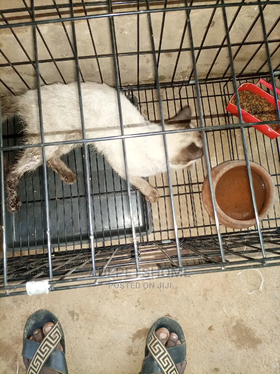 3-6 month Male Purebred Siamese