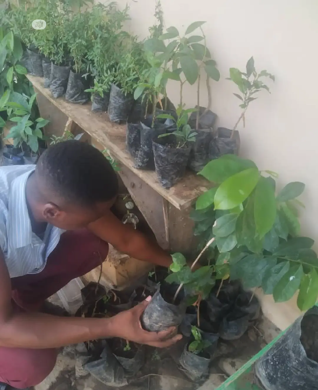 Best Soursop Seedling