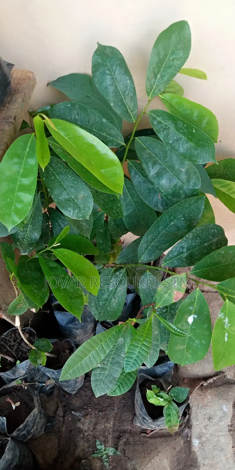 Best Soursop Seedling