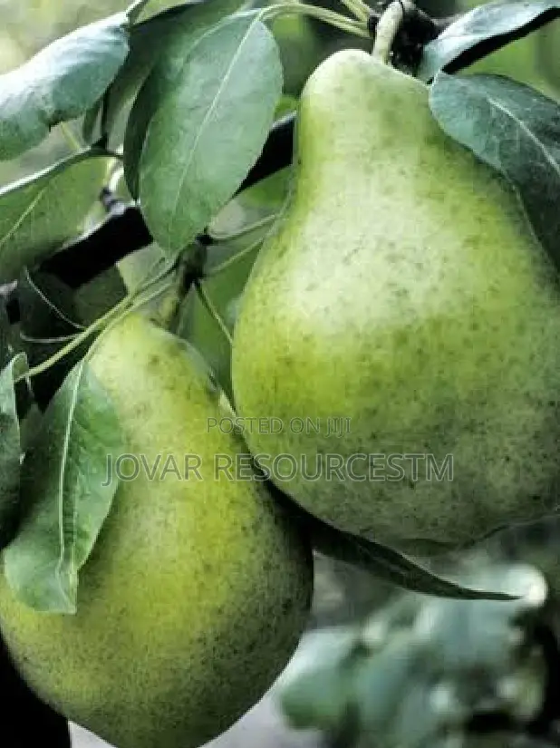 Best Avocado Grafted Hass Local Pear Ube, English Pear Seedling