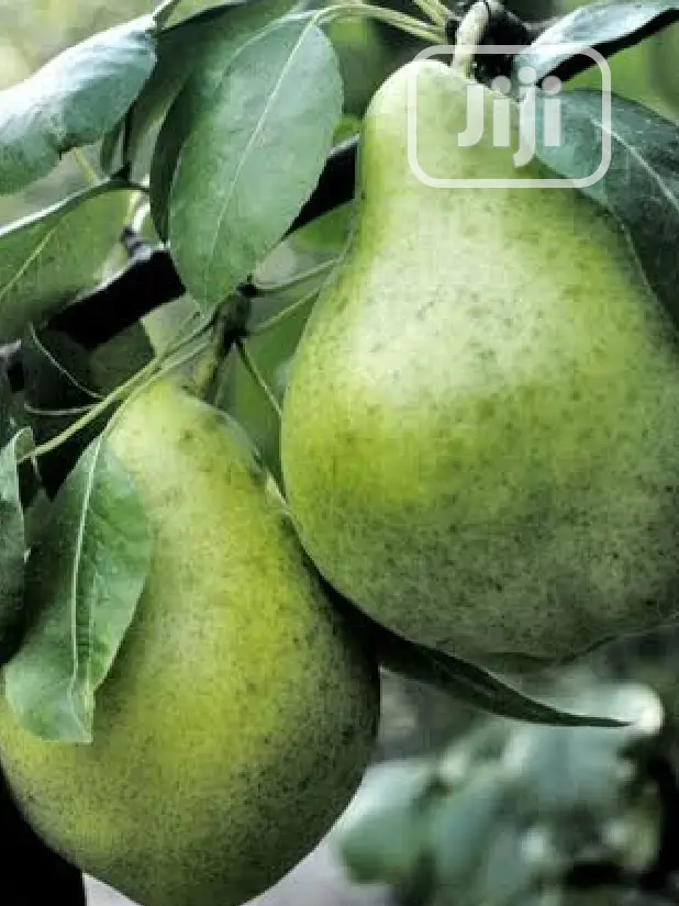 Best Avocado Grafted Hass Local Pear Ube, English Pear Seedling