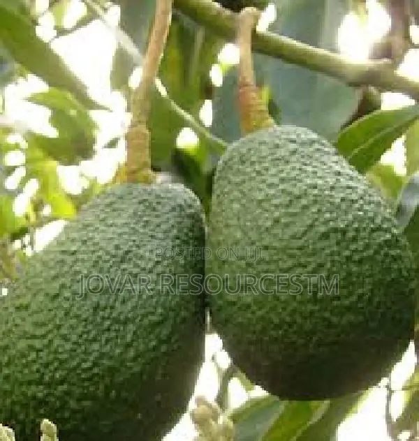 Best Avocado Grafted Hass Local Pear Ube, English Pear Seedling