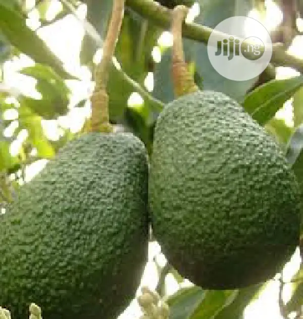 Best Avocado Grafted Hass Local Pear Ube, English Pear Seedling