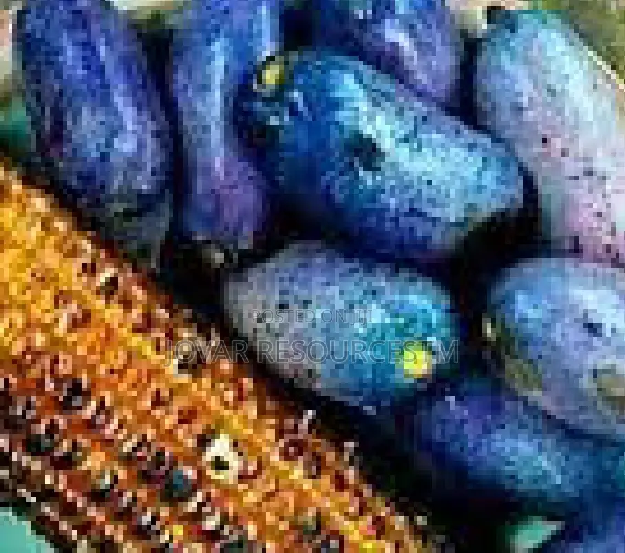 Best Avocado Grafted Hass Local Pear Ube, English Pear Seedling