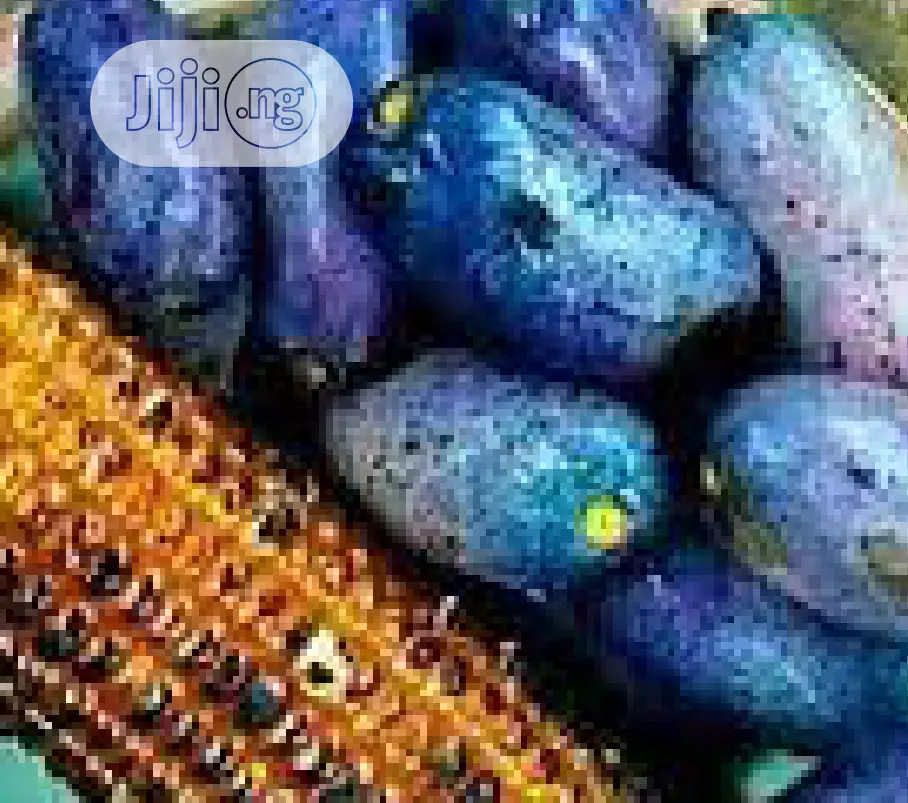 Best Avocado Grafted Hass Local Pear Ube, English Pear Seedling