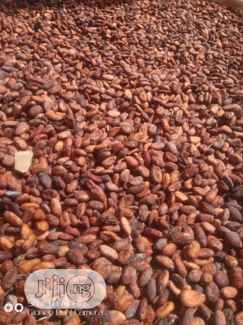 Best Cocoa Seedling (Raw Dried Seeds and Pod Also Available)
