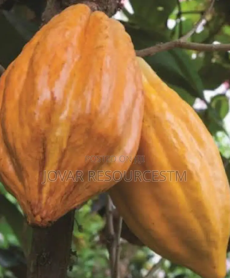 Best Cocoa Seedling (Raw Dried Seeds and Pod Also Available)