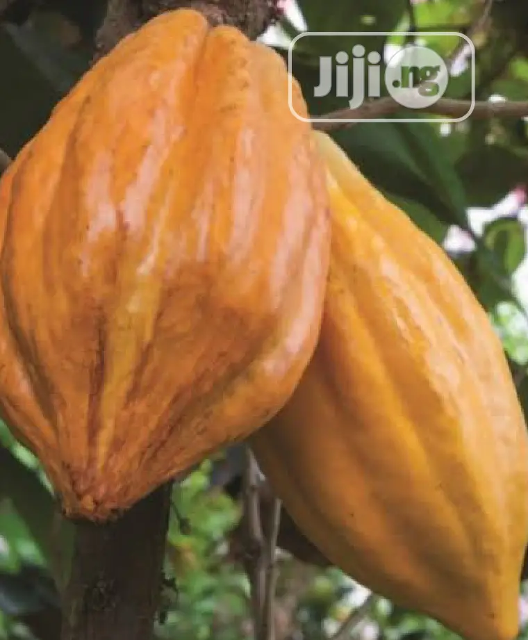Best Cocoa Seedling (Raw Dried Seeds and Pod Also Available)