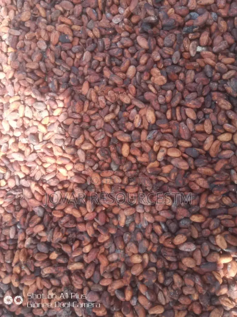 Best Cocoa Seedling (Raw Dried Seeds and Pod Also Available)