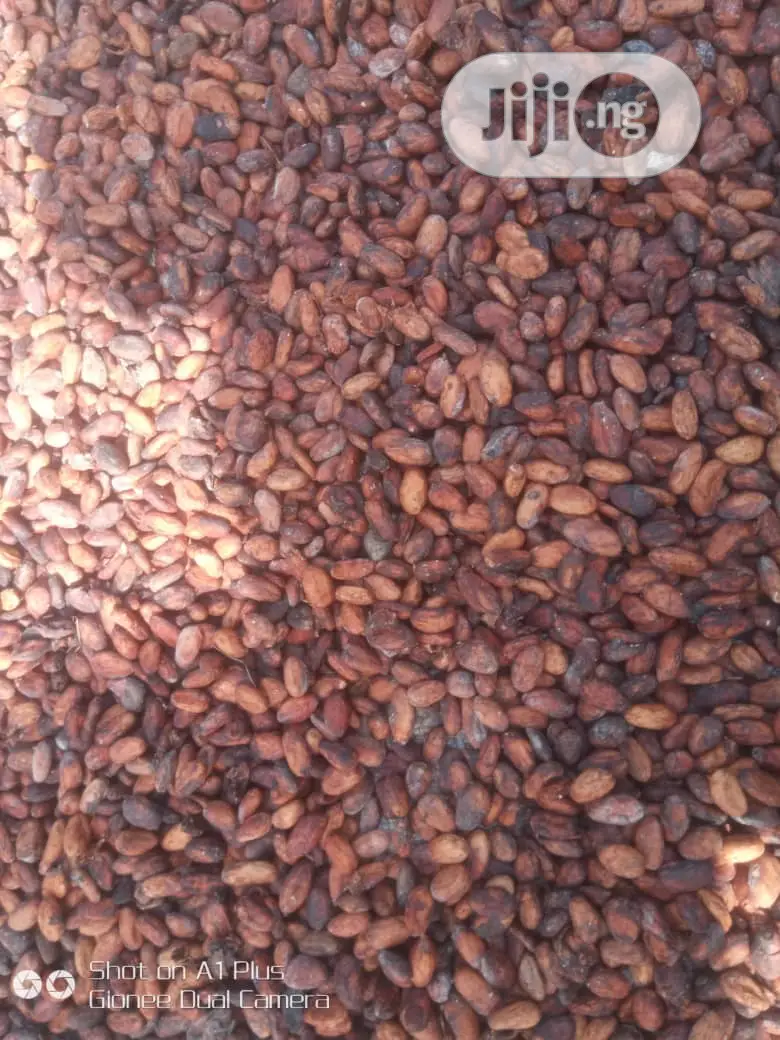Best Cocoa Seedling (Raw Dried Seeds and Pod Also Available)