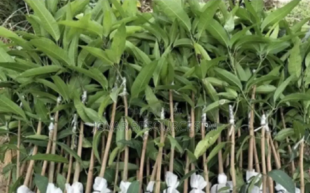 Best Grafted Dwarf Improved Mango Seedling Double Grafted