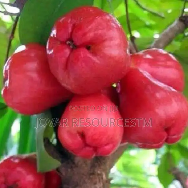 Best Improved Malay/ Bell/ Java/ Rose Nigeria Apple Seedling