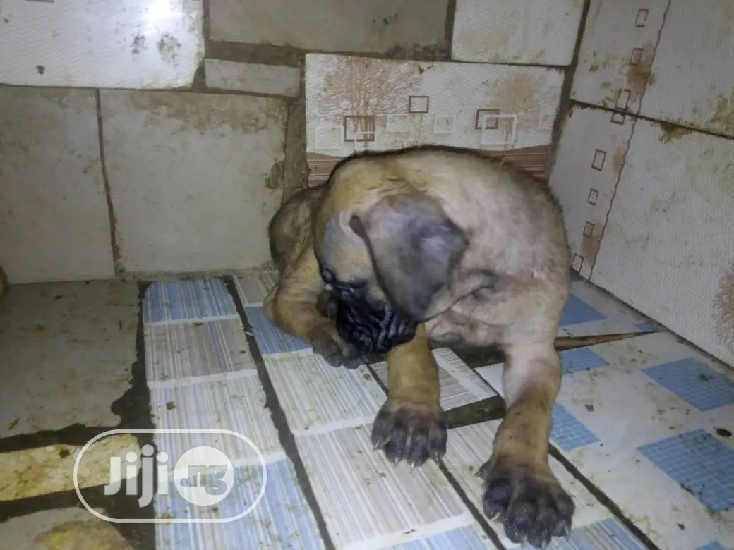 1-3 months Female Purebred Boerboel