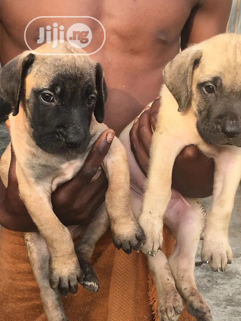 1-3 months Female Purebred Boerboel