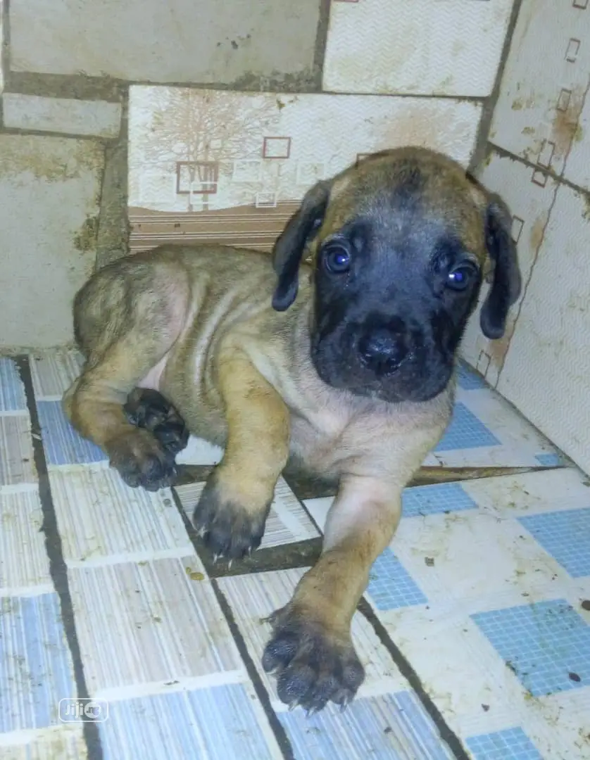 1-3 months Female Purebred Boerboel