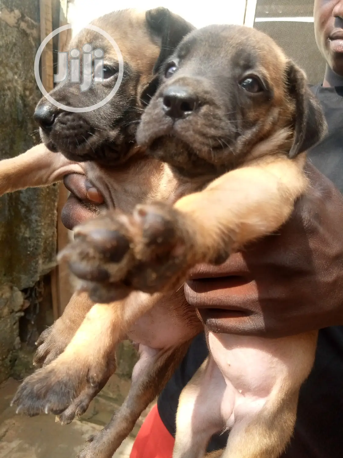 1-3 months Female Purebred Boerboel