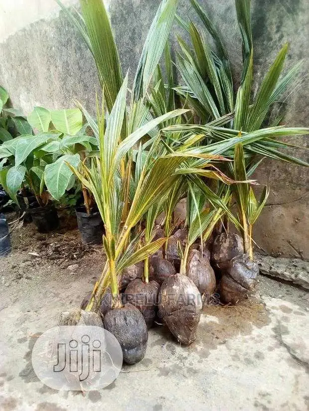 Malaysia-Dwarf Hybrid Coconut Seedlings.
