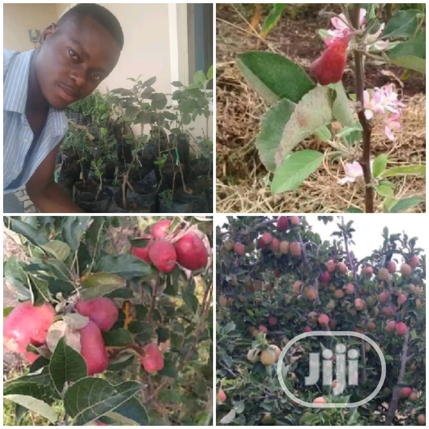 Best Grafted English Foreign Wambugu Apple Seedling