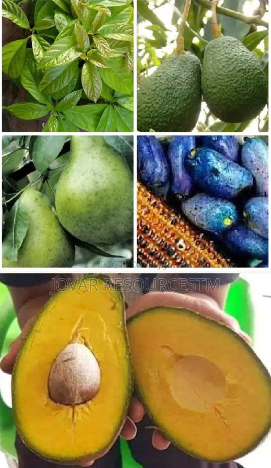 Best Avocado Grafted Hass Local Pear Ube, English Pear Seedling