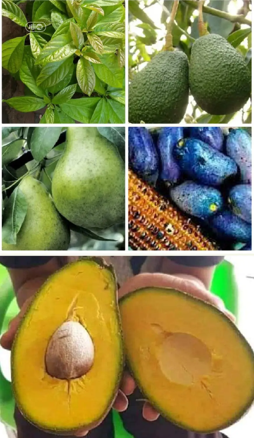 Best Avocado Grafted Hass Local Pear Ube, English Pear Seedling