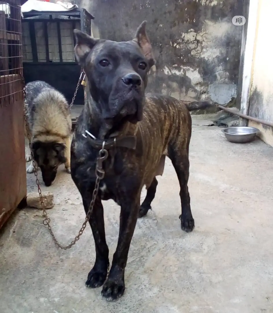 1-3 months Female Purebred Cane Corso