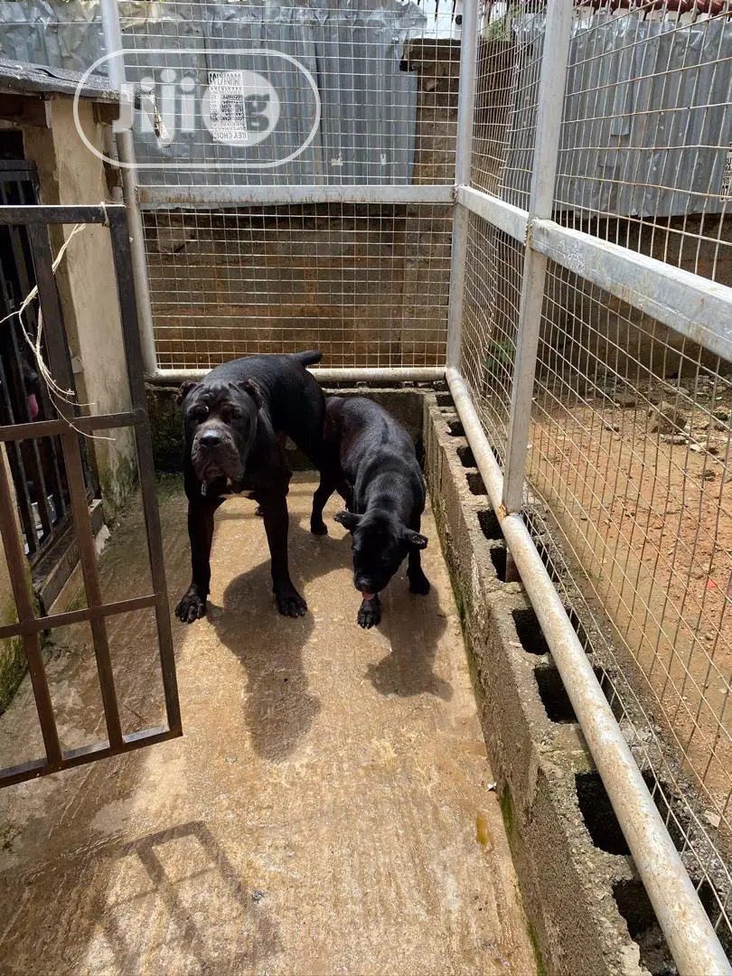 1-3 months Female Purebred Cane Corso