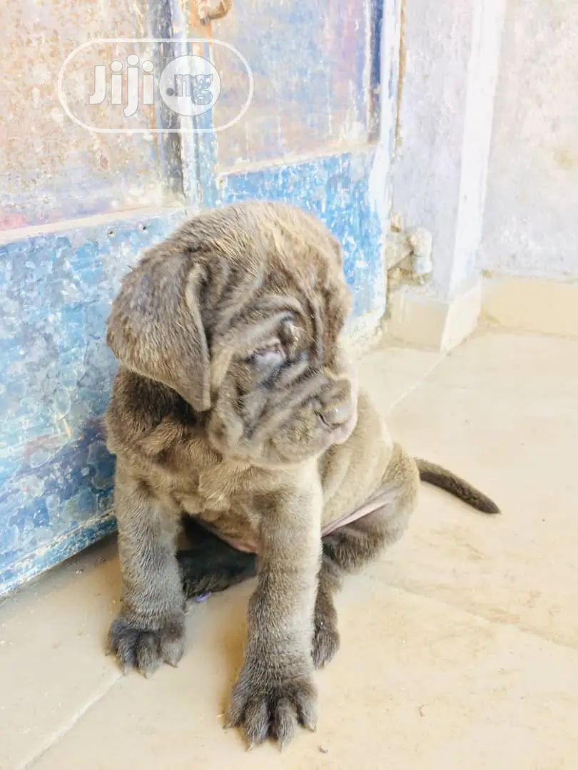 1-3 months Female Purebred Neapolitan Mastiff