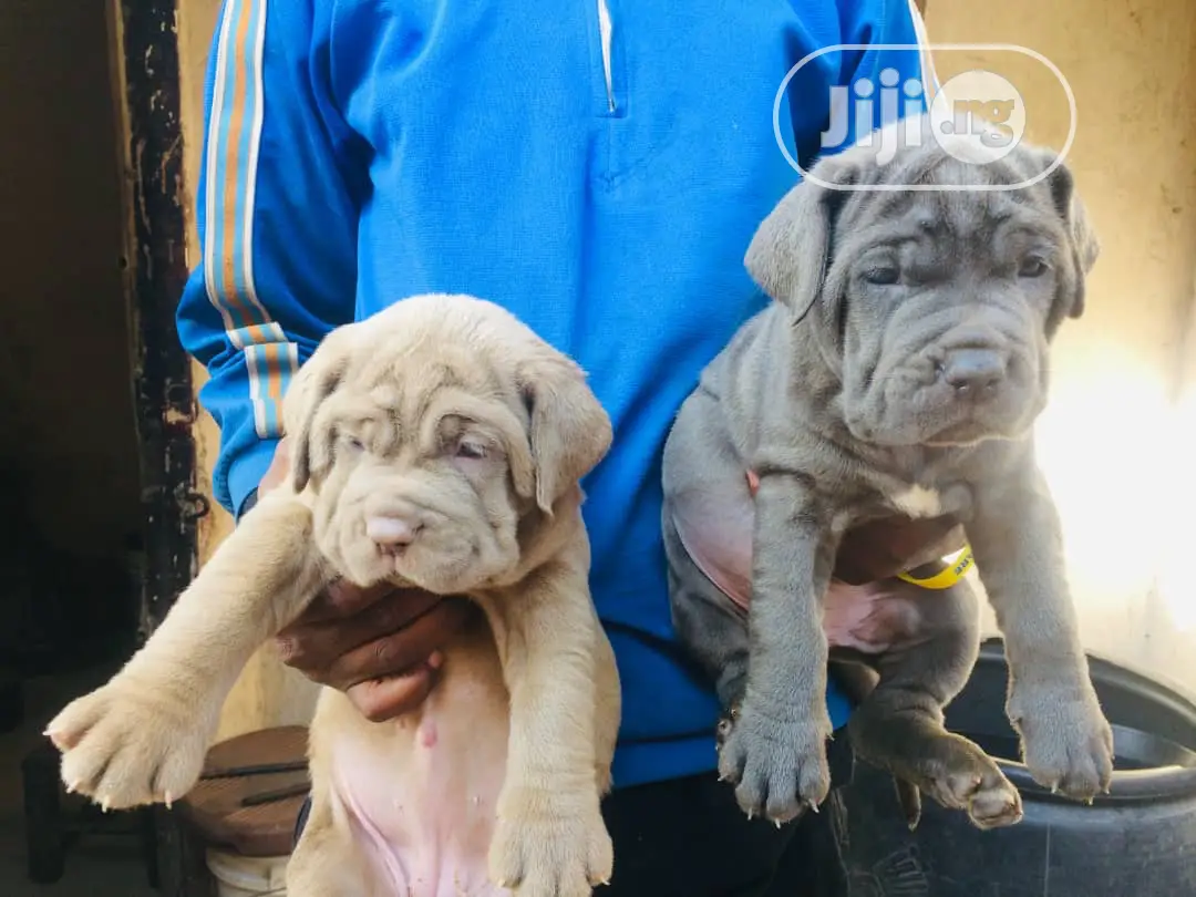 1-3 months Female Purebred Neapolitan Mastiff