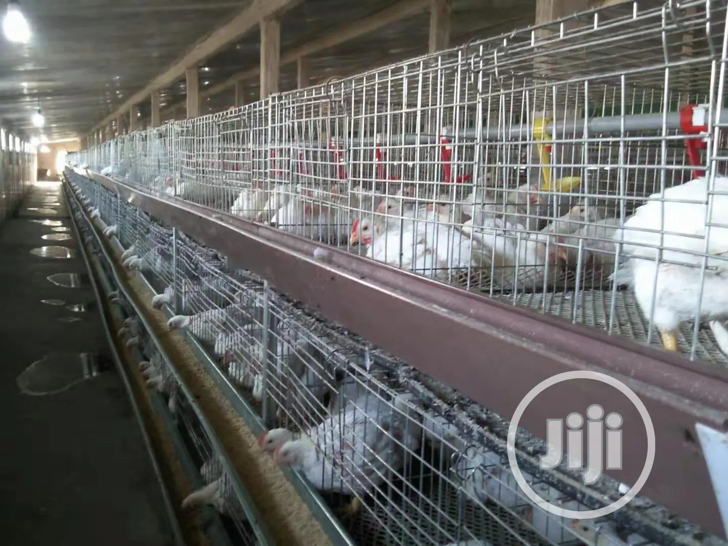 A Type 3 Tiers 120 Birds Per Set Poultry Cages