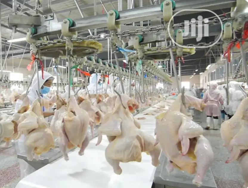 1000BPH Automatic Chicken Slaughter Machine Lines