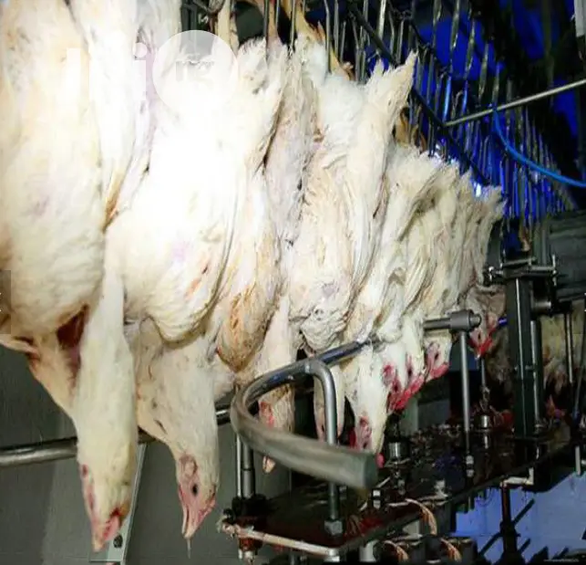 Chicken Slaughter House Automatic Slaughtering Machine