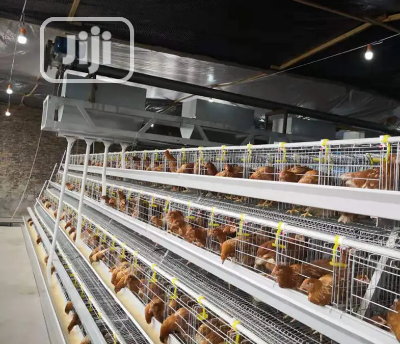 Automatic a Type Poultry Cage Battery Cages Chicken Cages