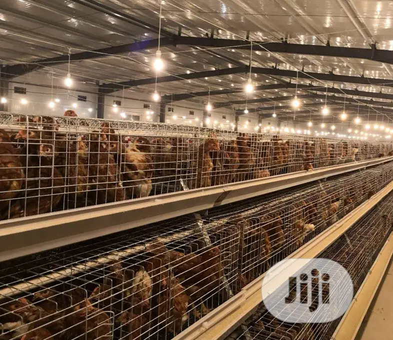 Automatic a Type Poultry Cage Battery Cages Chicken Cages