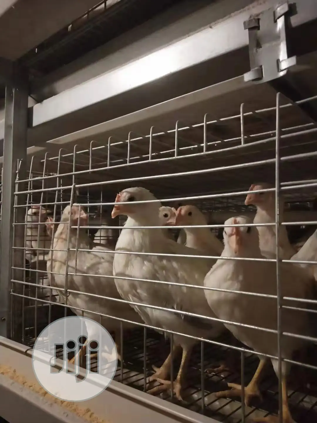 Automatic Poultry Cage China Factory Poultry Cage