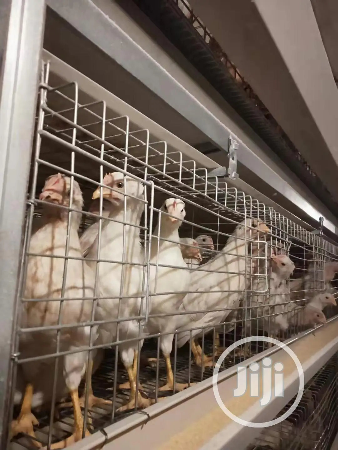 Automatic Poultry Cage China Factory Poultry Cage