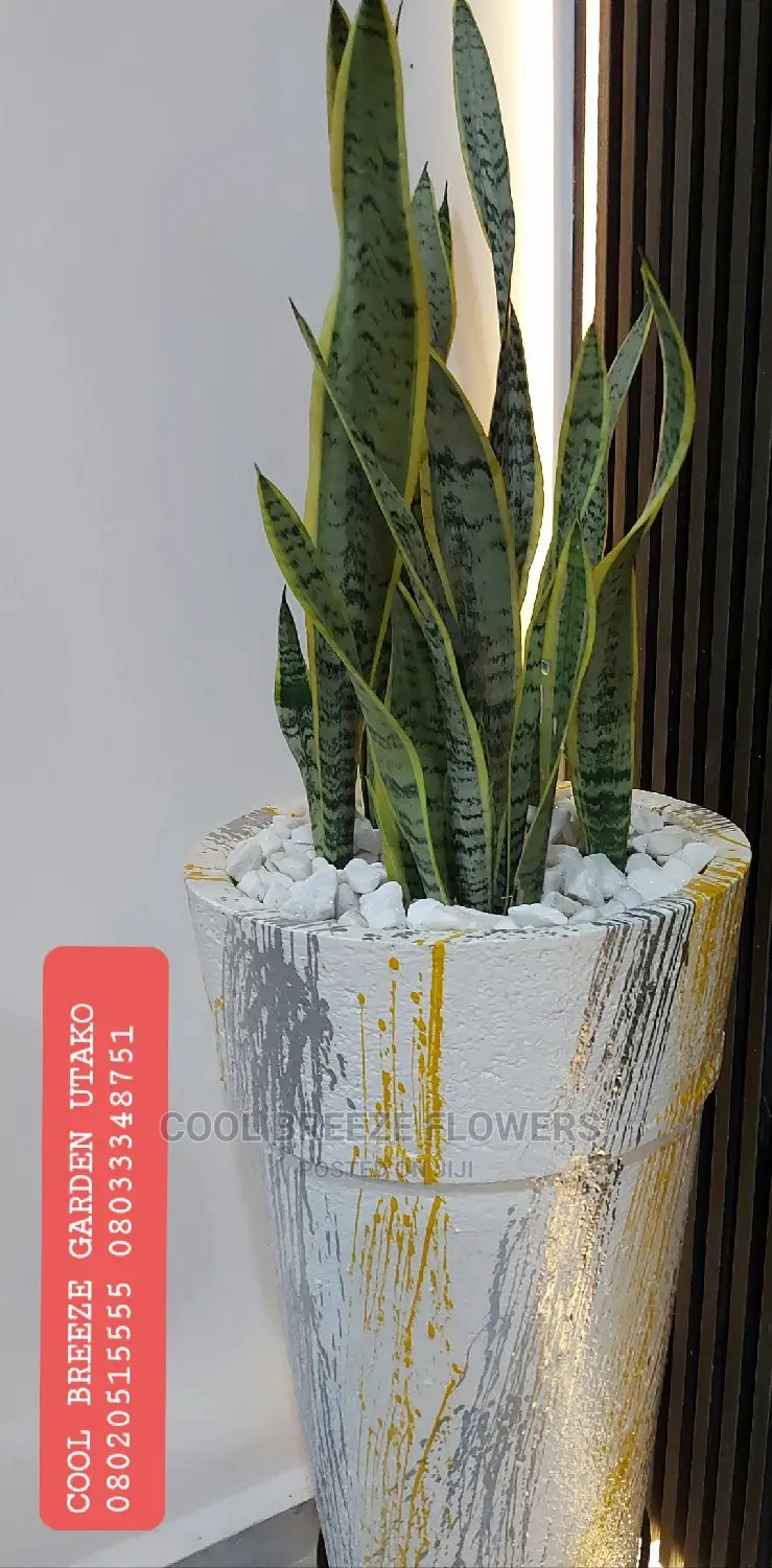 Air Purifying Plants Around U