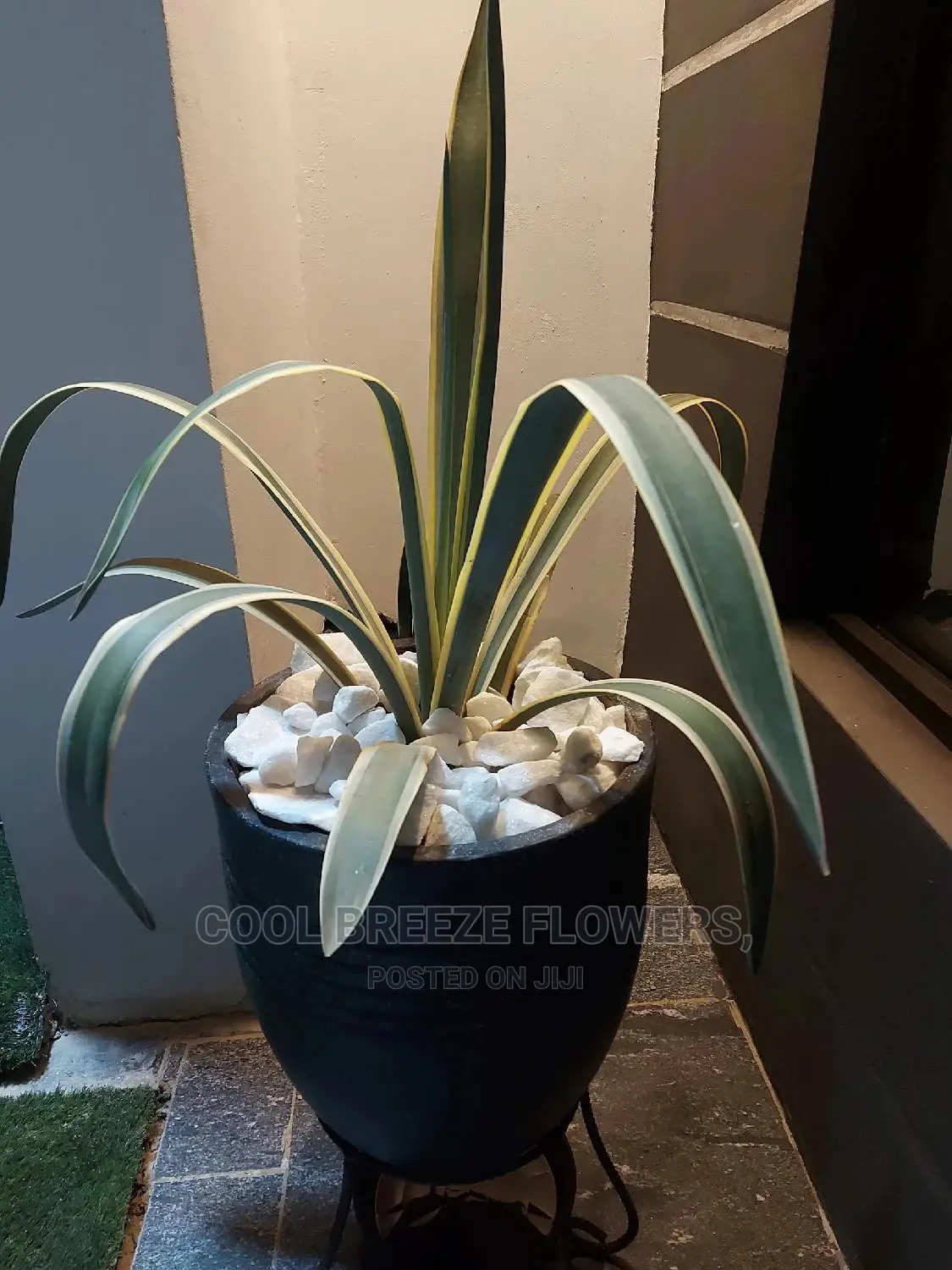 Air Purifying Plants Around U