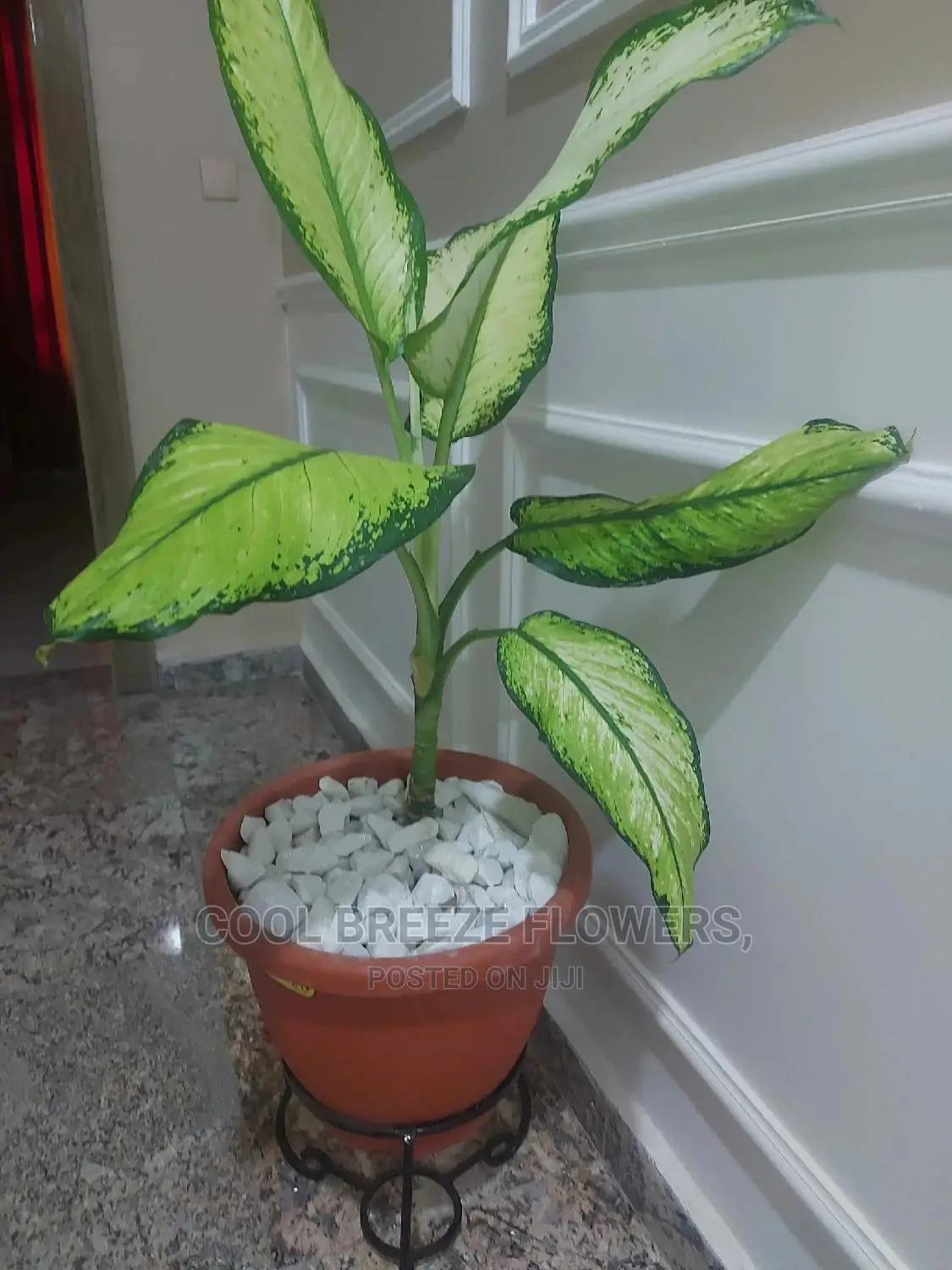 Air Purifying Plants Around U